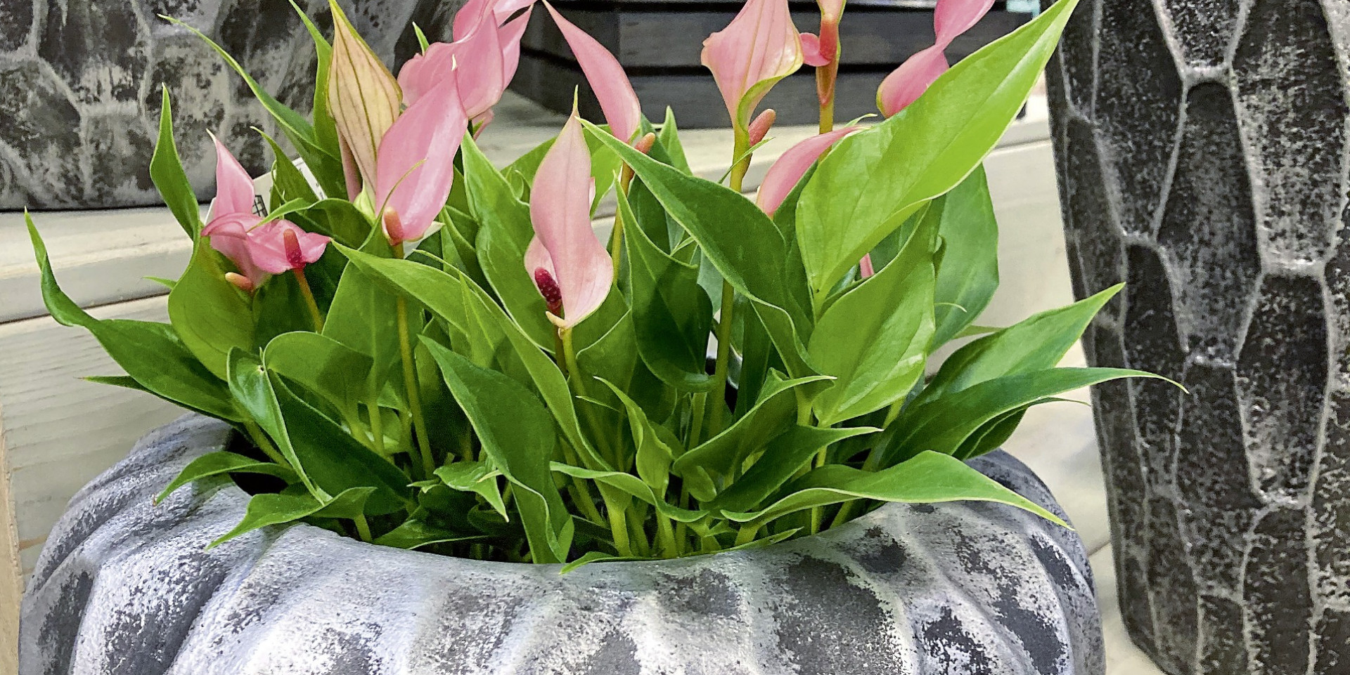 Arbasta stylish gardening
