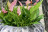 Arbasta stylish gardening