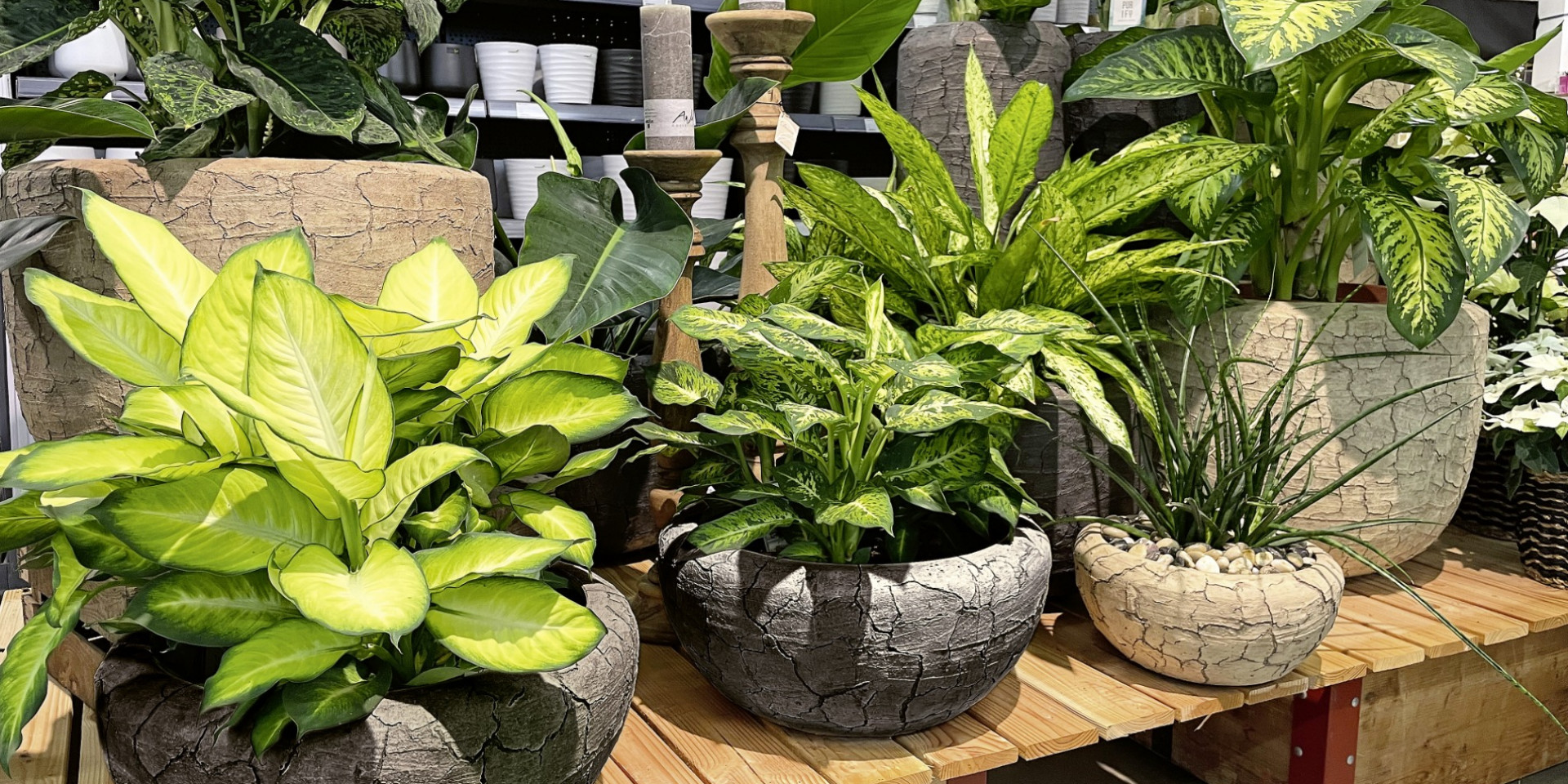 Arbasta stylish gardening