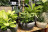 Arbasta stylish gardening